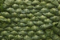 Cabbage sweatshirt #249168