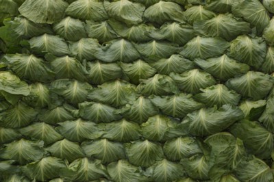Cabbage canvas poster