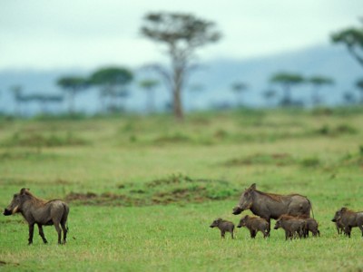 African Safari posters