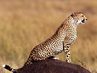 Cheetahs posters