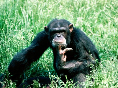 Chimpanzees posters