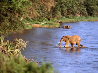 Elephants posters