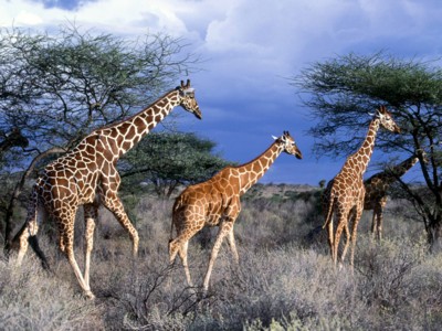 Giraffes posters