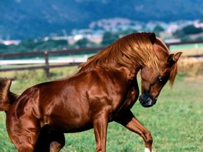 Horses sweatshirt