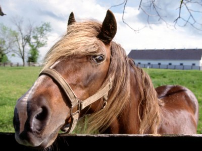 Horses mouse pad