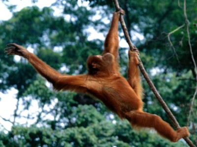 Orangutans posters