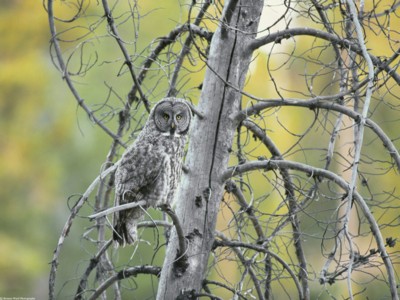 Owls posters