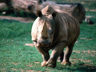 Rhinoceros posters