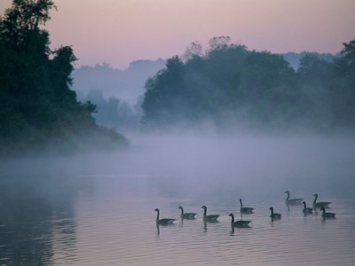 Waterfowl posters