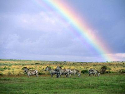 Zebras posters