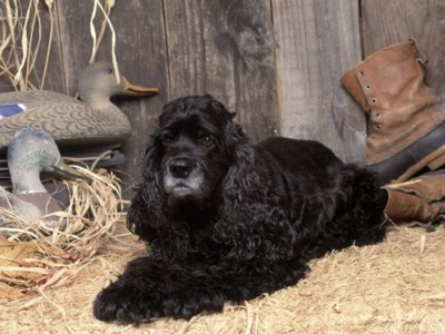 Cocker Spaniels posters