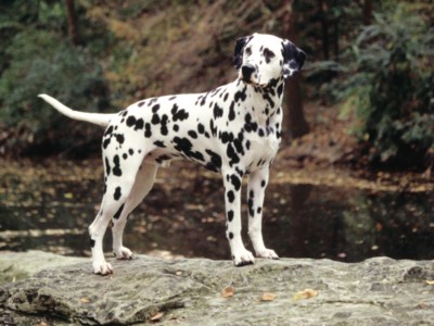 Dalmatians posters