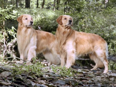 Golden Retrievers pillow