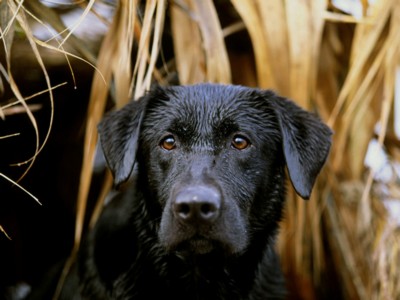 Labrador Retrievers posters