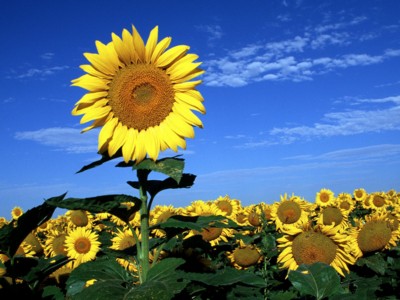 Sunflowers posters