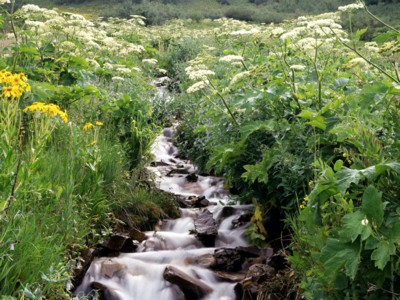 Wildflowers posters