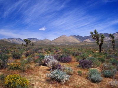 Deserts posters